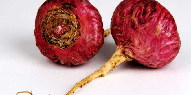 Maca morada, alivio de los síntomas de la premenopausia y del SPM