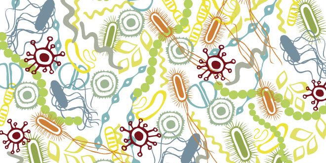 ¿Es la Microbiota la clave para vencer la Obesidad?