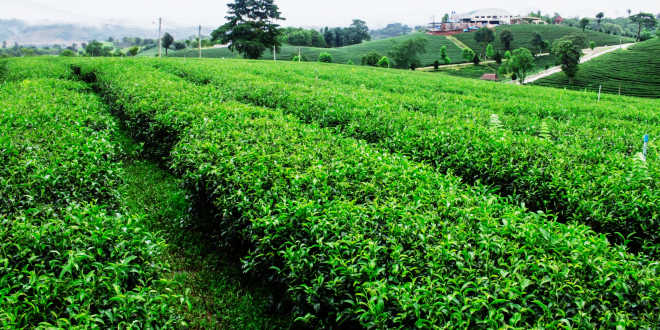 Plantación Té Matcha