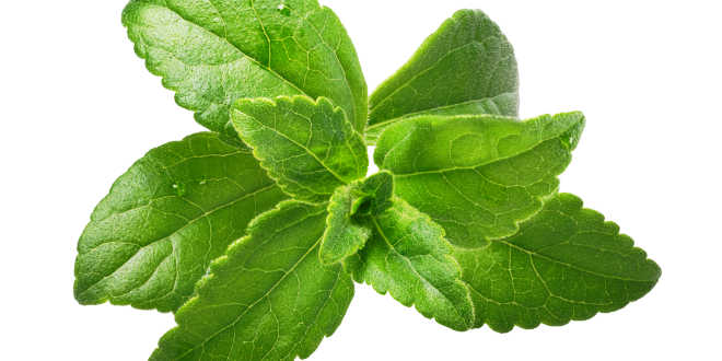 stevia natural