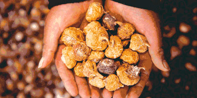 maca andina negra benefícios maca andina negra benefícios