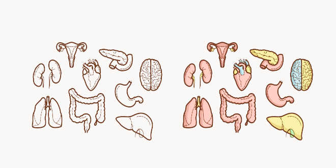 Probióticos regeneran la flora intestinal