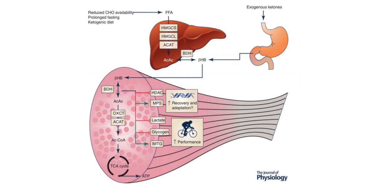 Ketogenese und metabolische Effekte