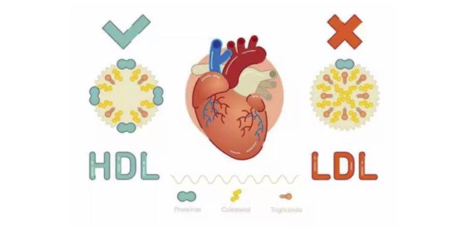 Cholestérol HDL et LDL