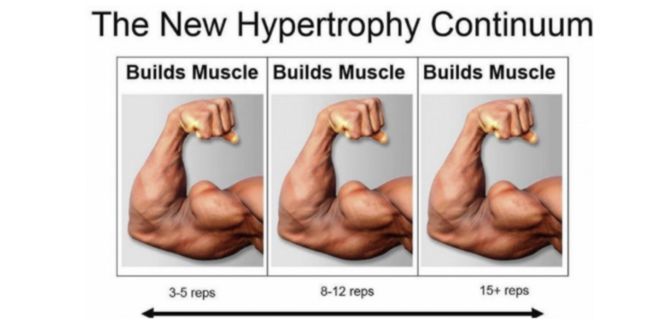 Modèle d’Hypertrophie Continue