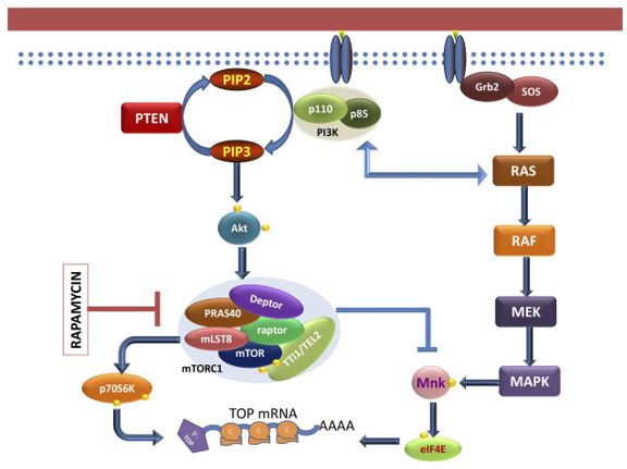 régulation de la traduction protéique