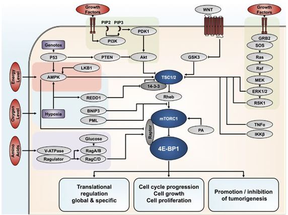 Mécanismes de signalisation