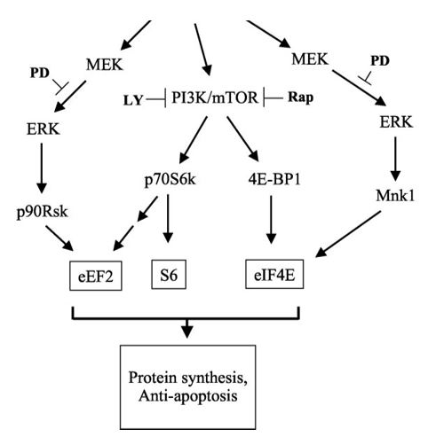 Synthèse protéique
