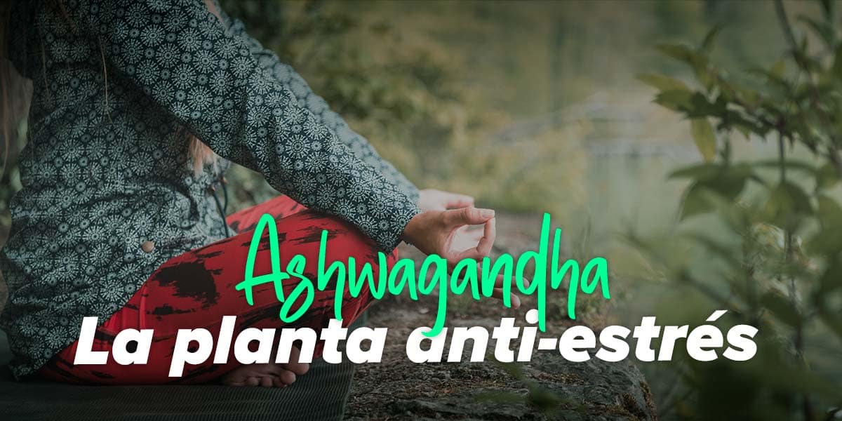 8 Beneficios de la Ashwagandha para la salud