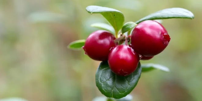 Arándano Rojo: Bondades de un Remedio Natural Único Arándano Rojo: Bondades de un Remedio Natural Único