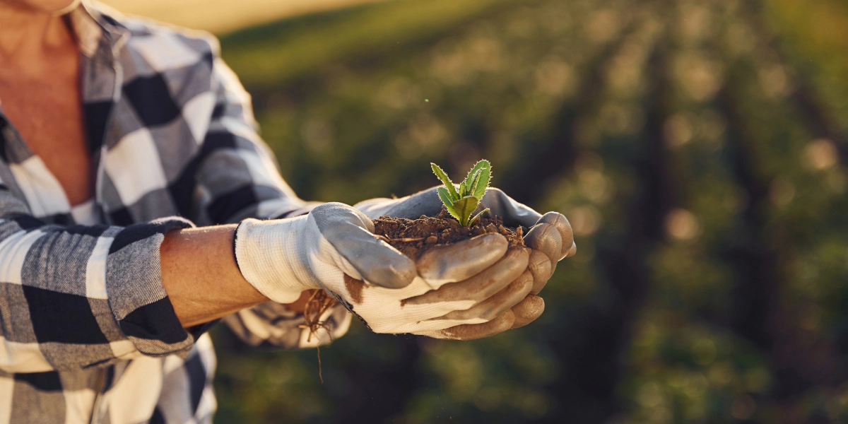 Cultivo y beneficios de la alcachofa