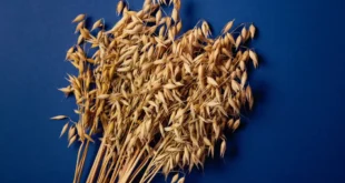 Funciones y propiedades de la avena sativa en la salud