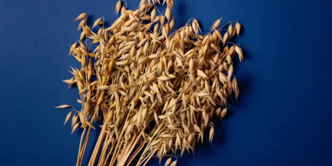 Funciones y propiedades de la avena sativa en la salud Funciones y propiedades de la avena sativa en la salud