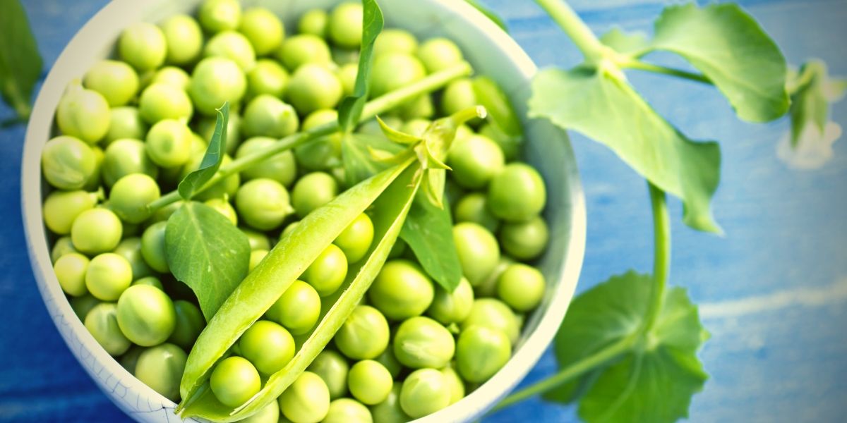 Proteína de Guisante