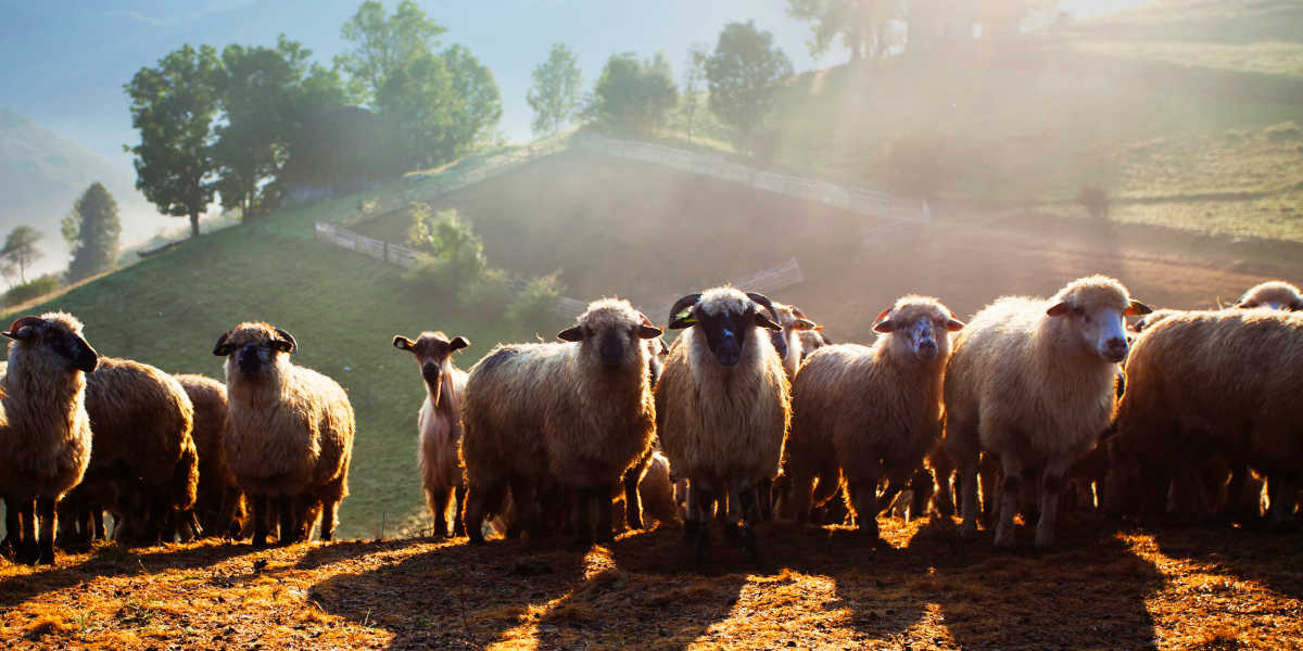 ¿Favorece el sueño el triptófano?