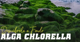 Alga Chlorella