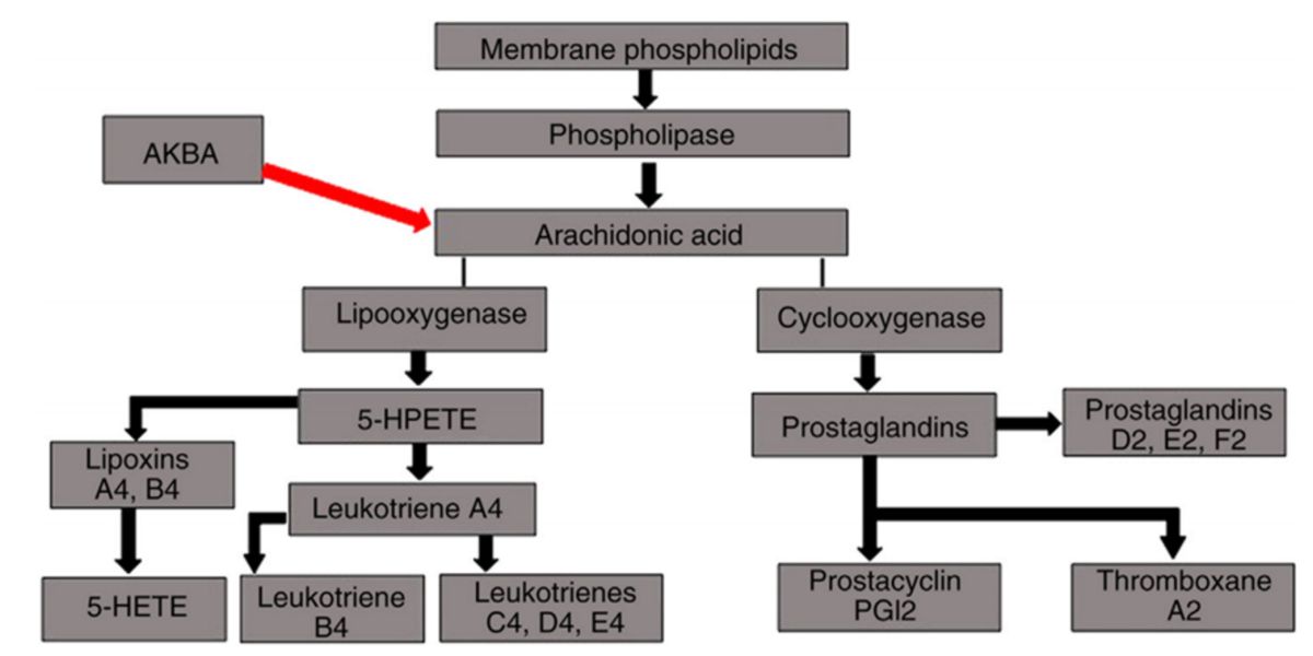 biosynthèse des leucotriènes