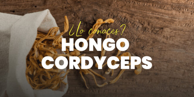 Hongo Cordyceps: Qué es y para qué sirve Hongo Cordyceps: Qué es y para qué sirve