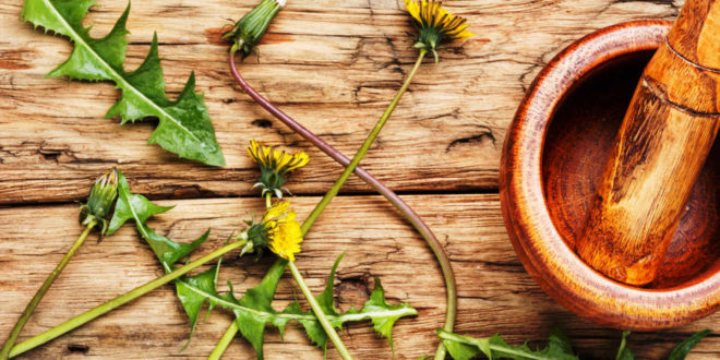 8 Remedios con Diente de León, ¡pruébalos! 8 Remedios con Diente de León, ¡pruébalos!