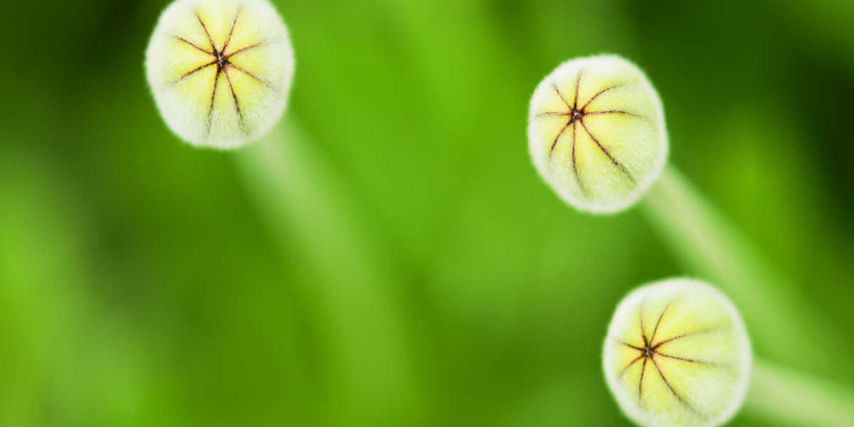 ¿Es efectivo el diente de león contra el acné? ¿Es efectivo el diente de león contra el acné?