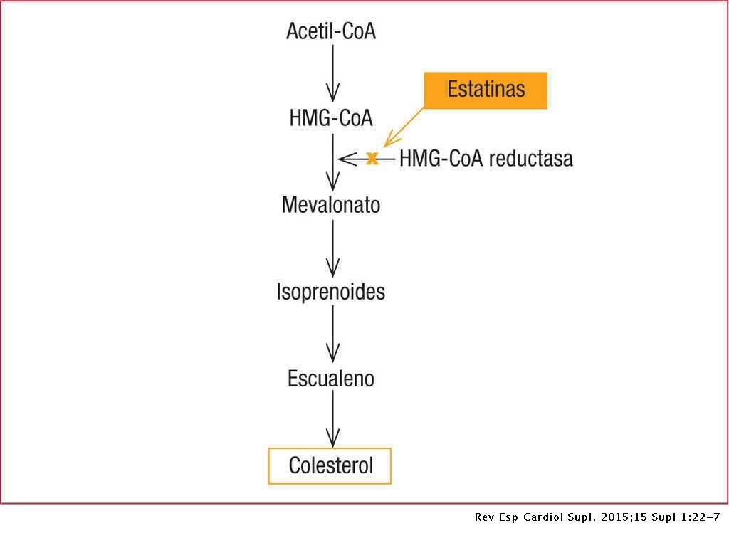 Cómo actúan las estatinas