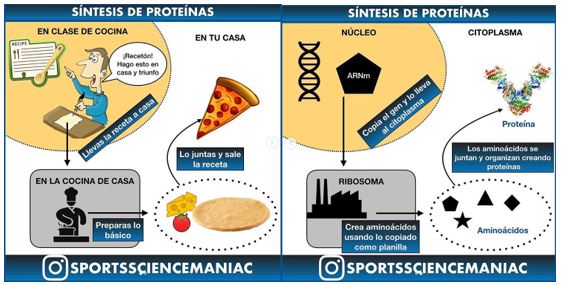 Infografía síntesis de proteínas