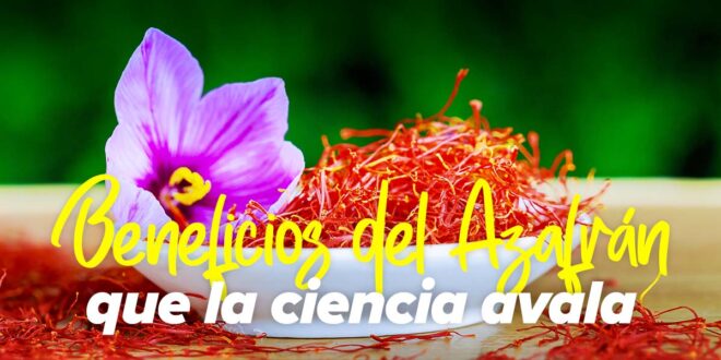 Los 10 Beneficios del Azafrán que la ciencia avala Los 10 Beneficios del Azafrán que la ciencia avala