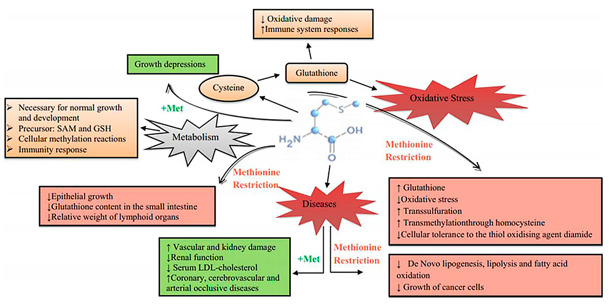 Effets Biologiques