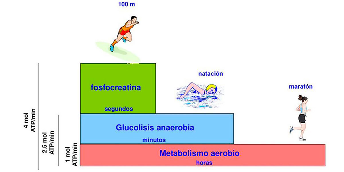¿Cómo conseguimos la energía muscular?