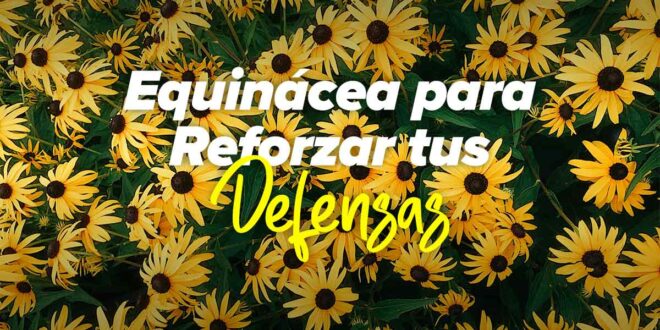 Equinácea para Reforzar tus Defensas