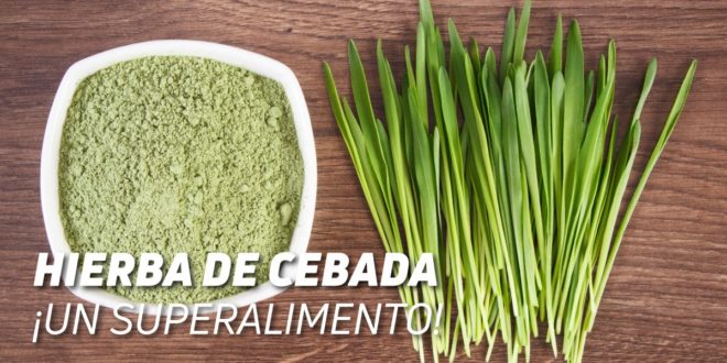 Hierba de Cebada: Beneficios y Propiedades de este Superalimento