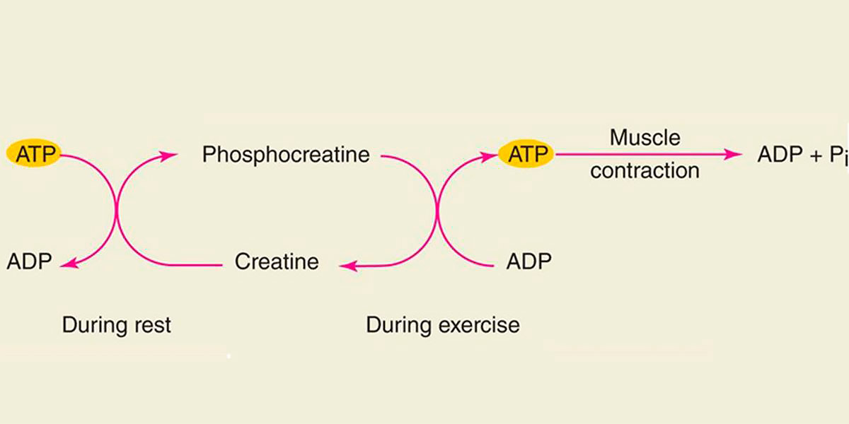 Metabolismo del ATP tras ejercicio