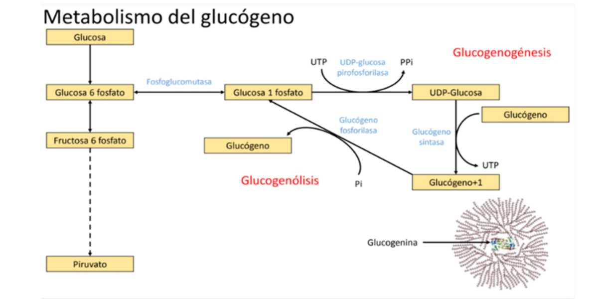 Metabolismo Glucogeno
