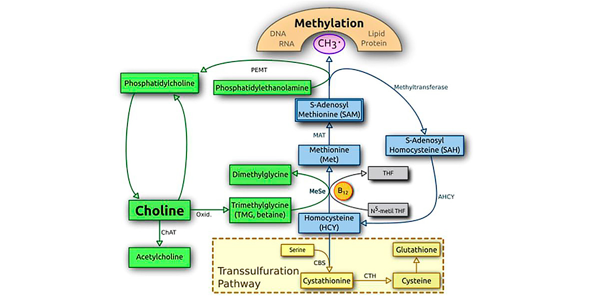 Méthylation