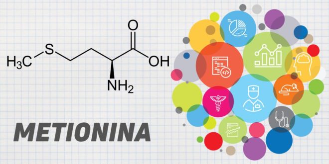 Metionina: Todo lo que debes Saber de este Aminoácido