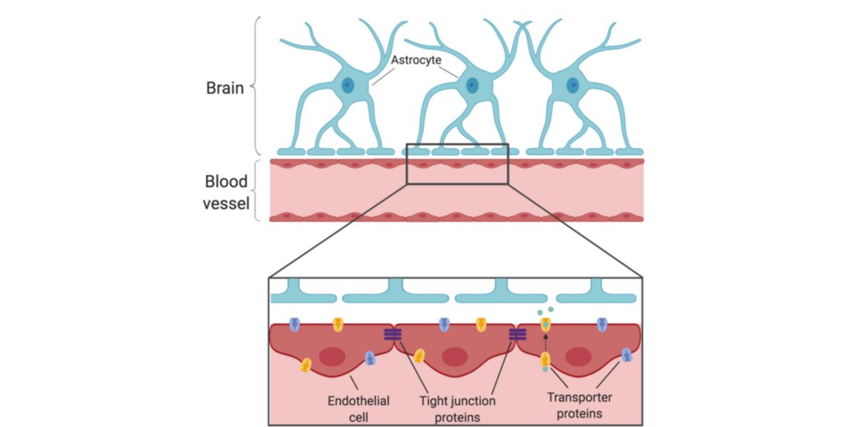 Barrera hematoencefálica