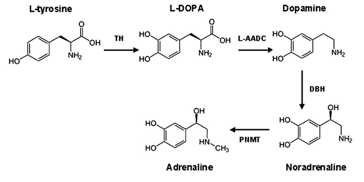 Catecolaminas Catecolaminas