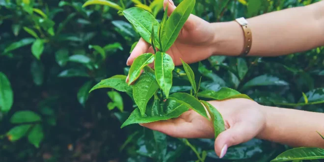 Té Verde: Todo lo que debes saber sobre este antioxidante