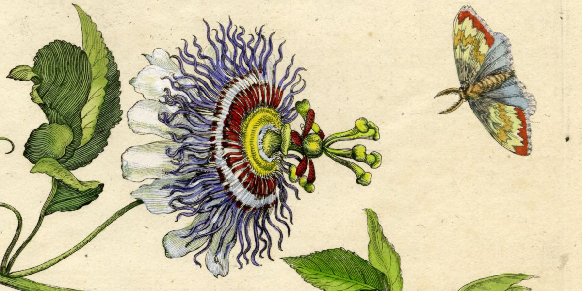 Historia de la Passiflora