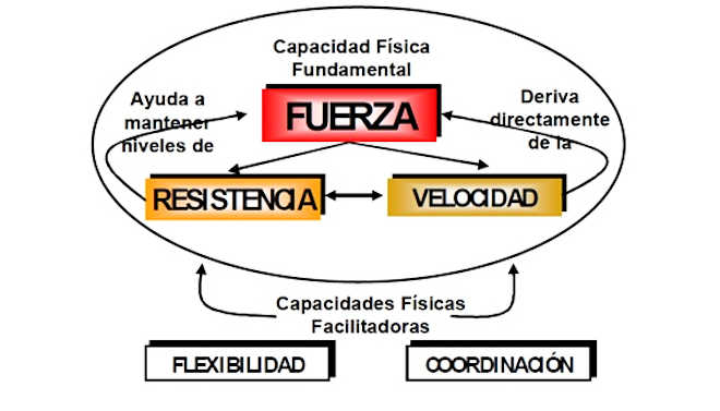 Gerarchia delle capacità fisiche