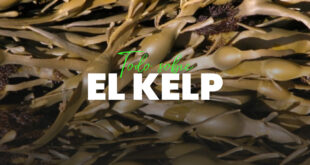 Kelp