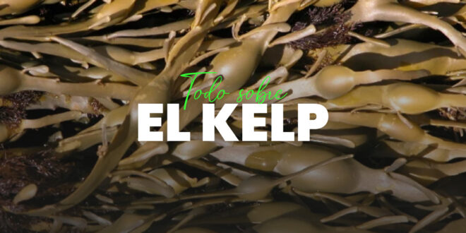 Kelp: un suplemento para tu metabolismo