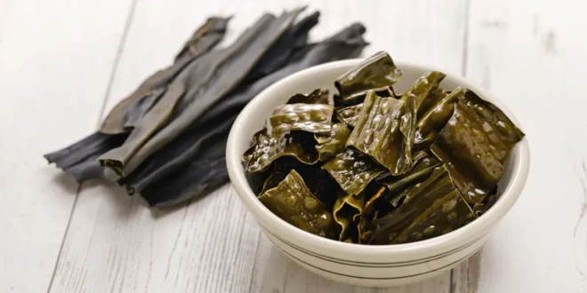 10 Beneficios y propiedades del alga Kelp en la salud