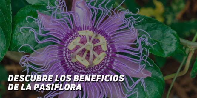 Pasiflora: Descubre los Beneficios Naturales de esta Planta Ancestral