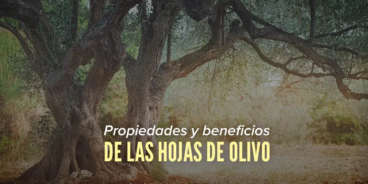 Propiedades y beneficios de las hojas de olivo HSN Blog