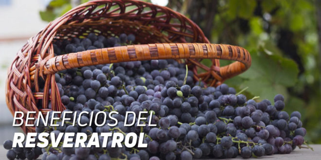 Resveratrol: Qué es y para qué sirve el compuesto 2025