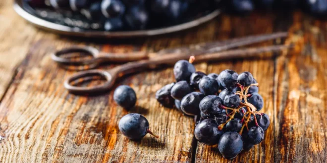 Resveratrol: Un concentrado de Beneficios para la Salud Resveratrol: Un concentrado de Beneficios para la Salud