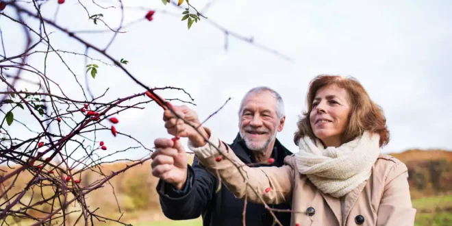 Berberina: ¿Qué es, para qué sirve y qué contraindicaciones tiene?