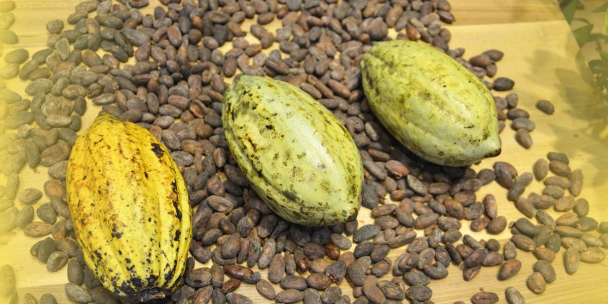 Granos de Cacao