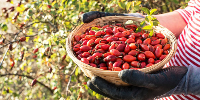 11 Propiedades de la Rosa Mosqueta para la Salud 11 Propiedades de la Rosa Mosqueta para la Salud